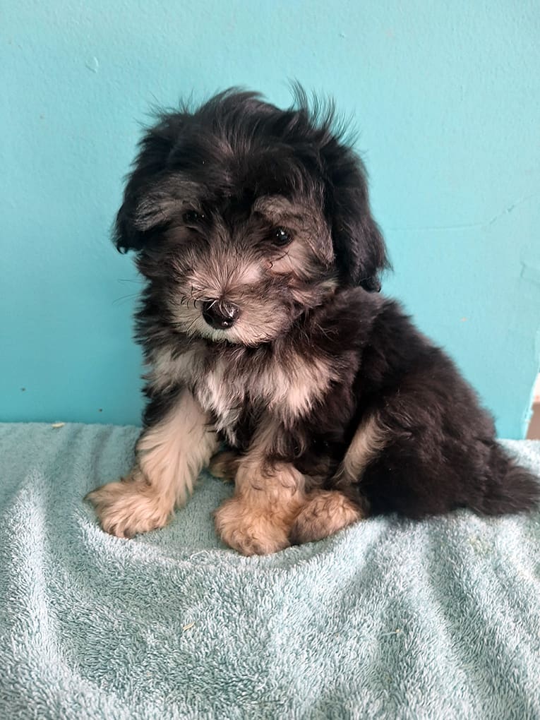 Multipoo Puppy 3 | staffordkennels.ca